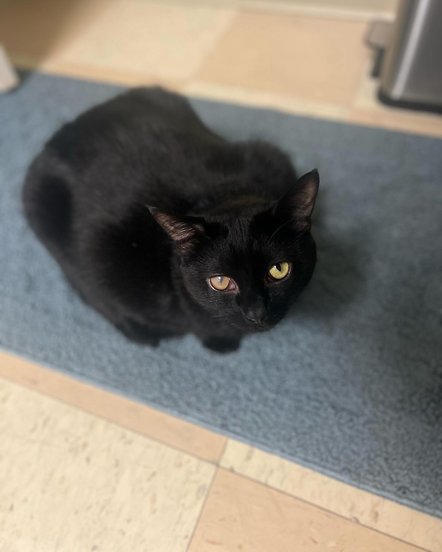 Black cat sitting on blue rug.