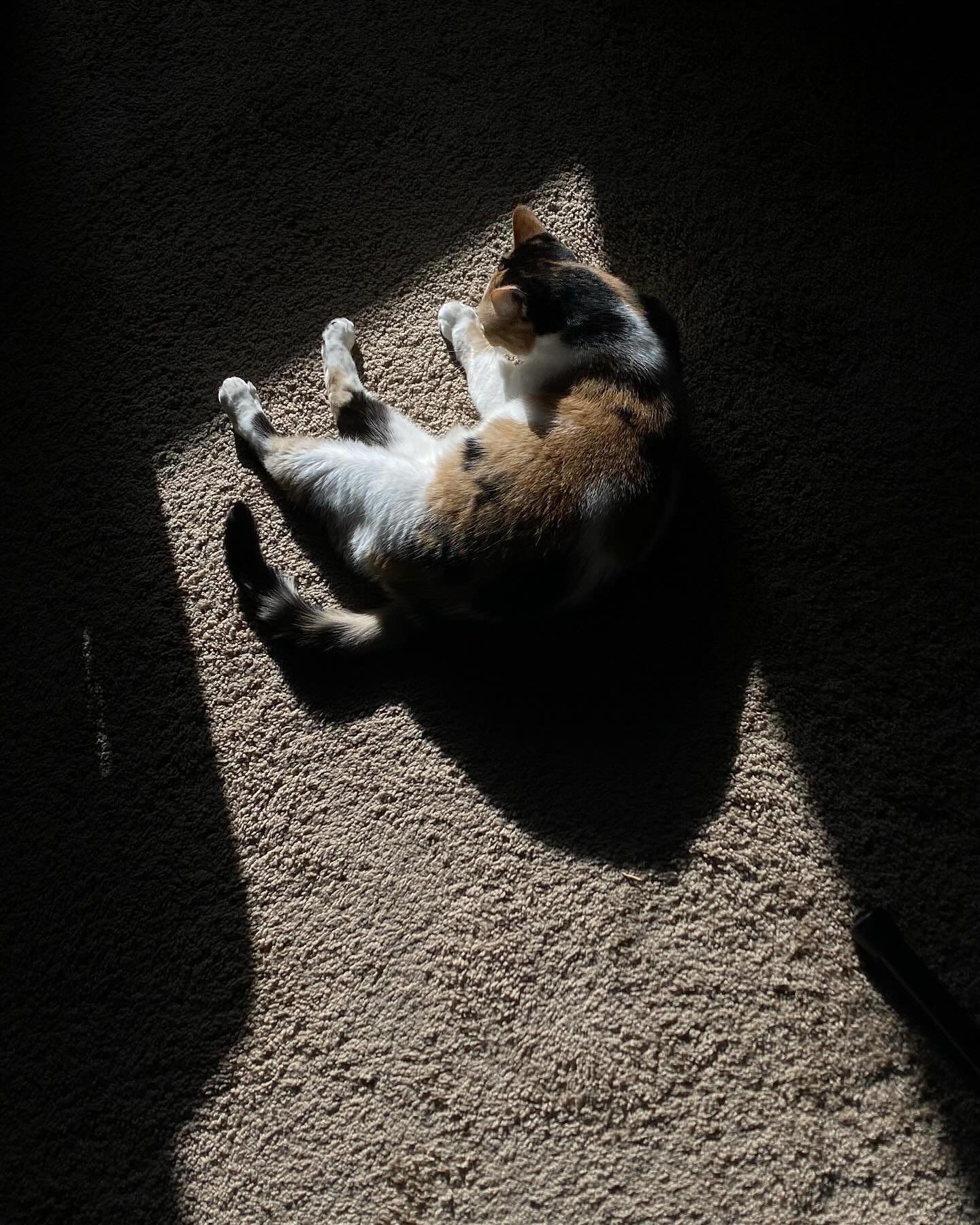 Calico cat laying on beige carper with dark shadows around her.