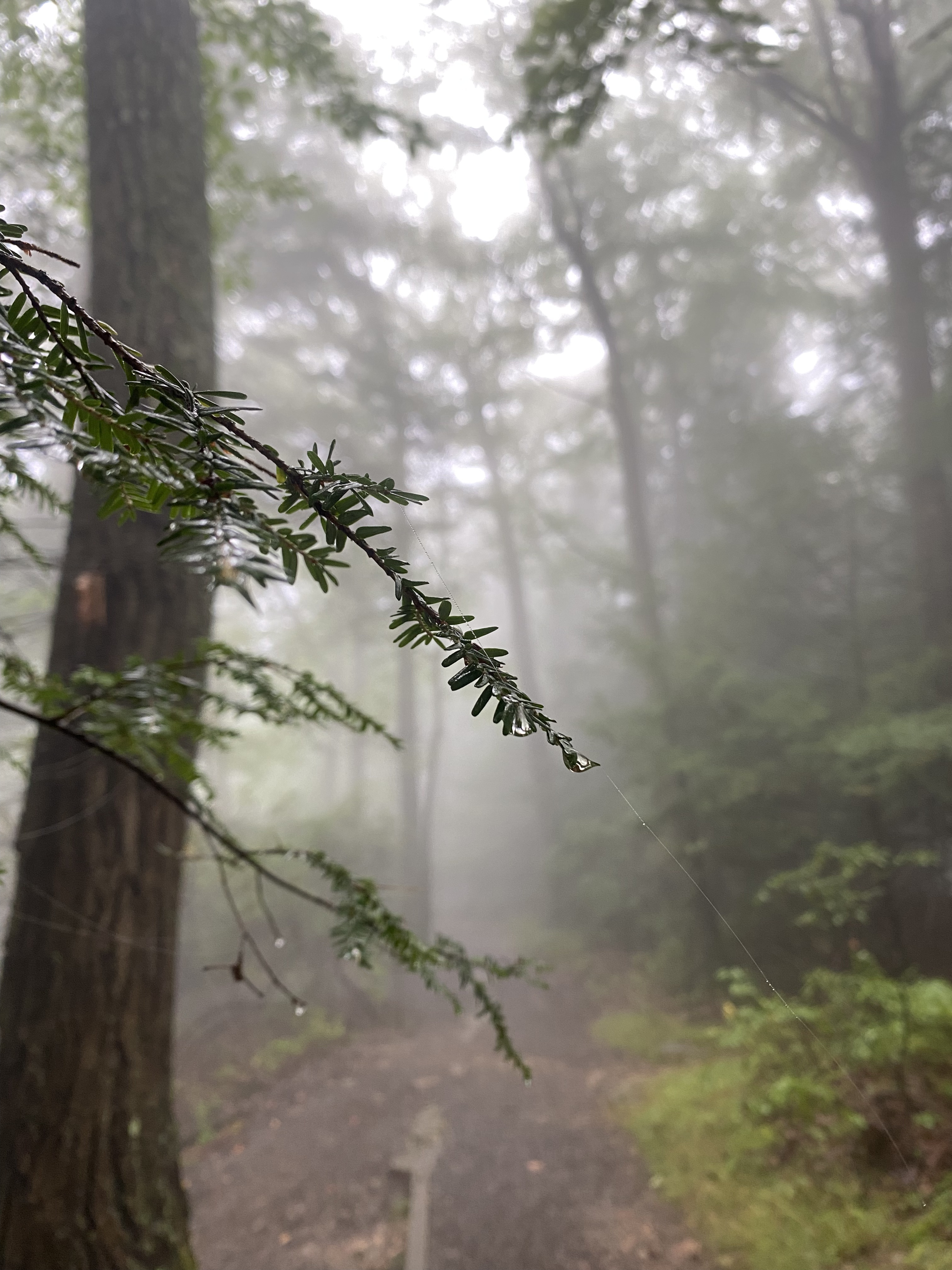 A foggy path in the woods.