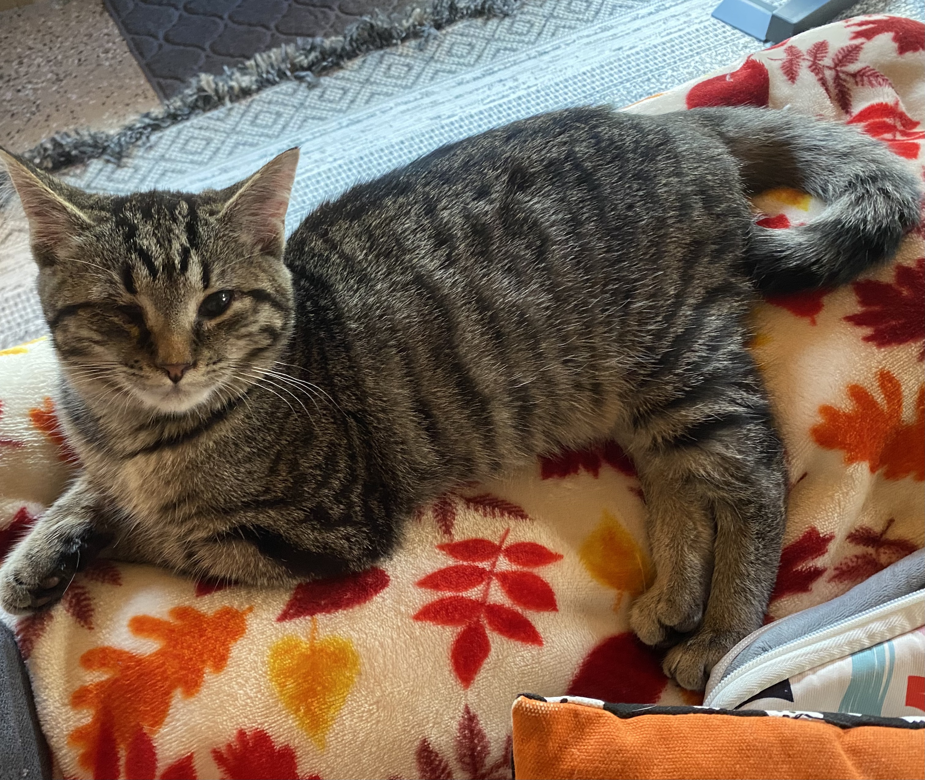 A gray, striped cat laying on a fleece blanket.