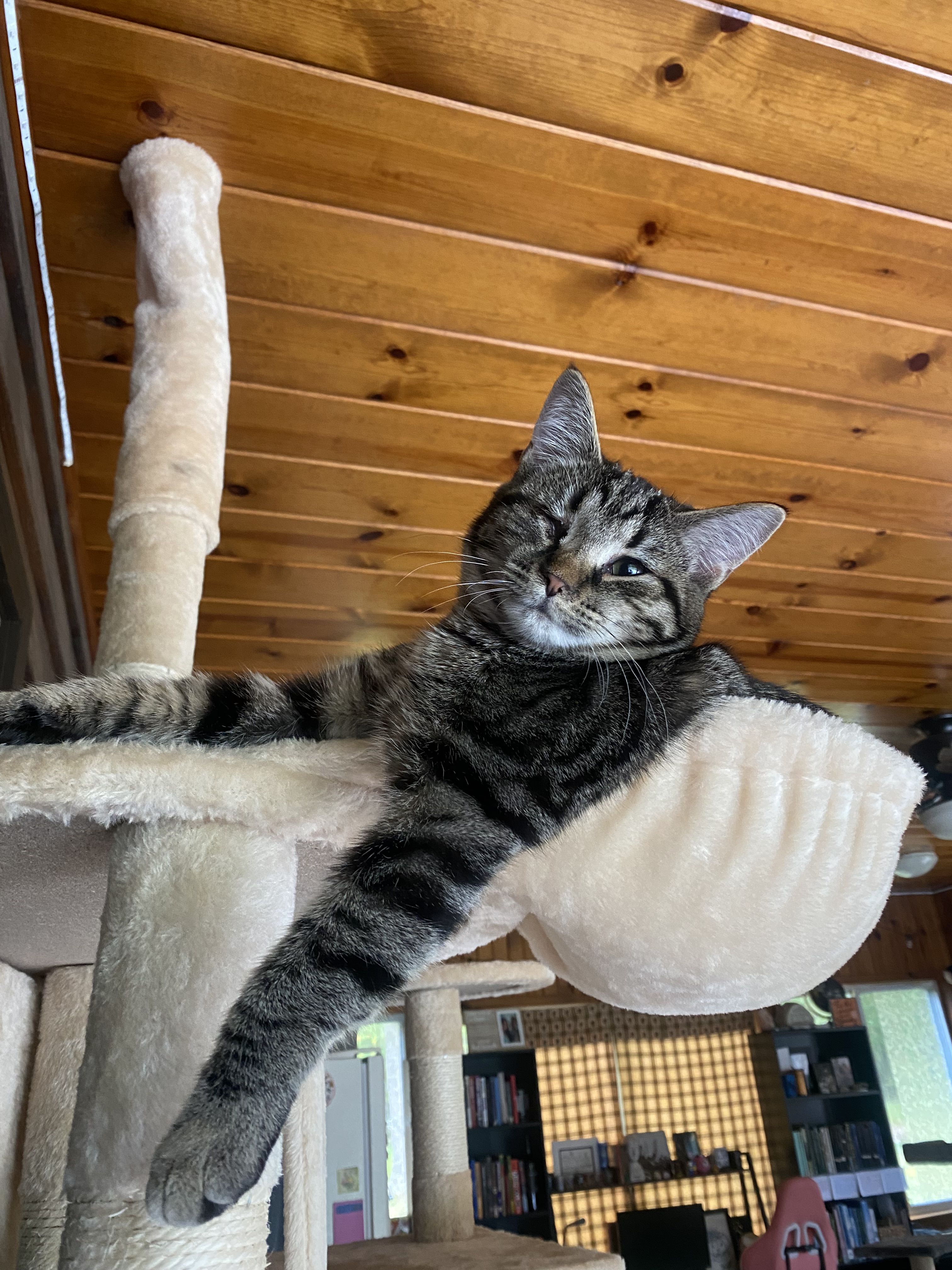A gray, striped, one-eyed cat lounges on a cat tree.