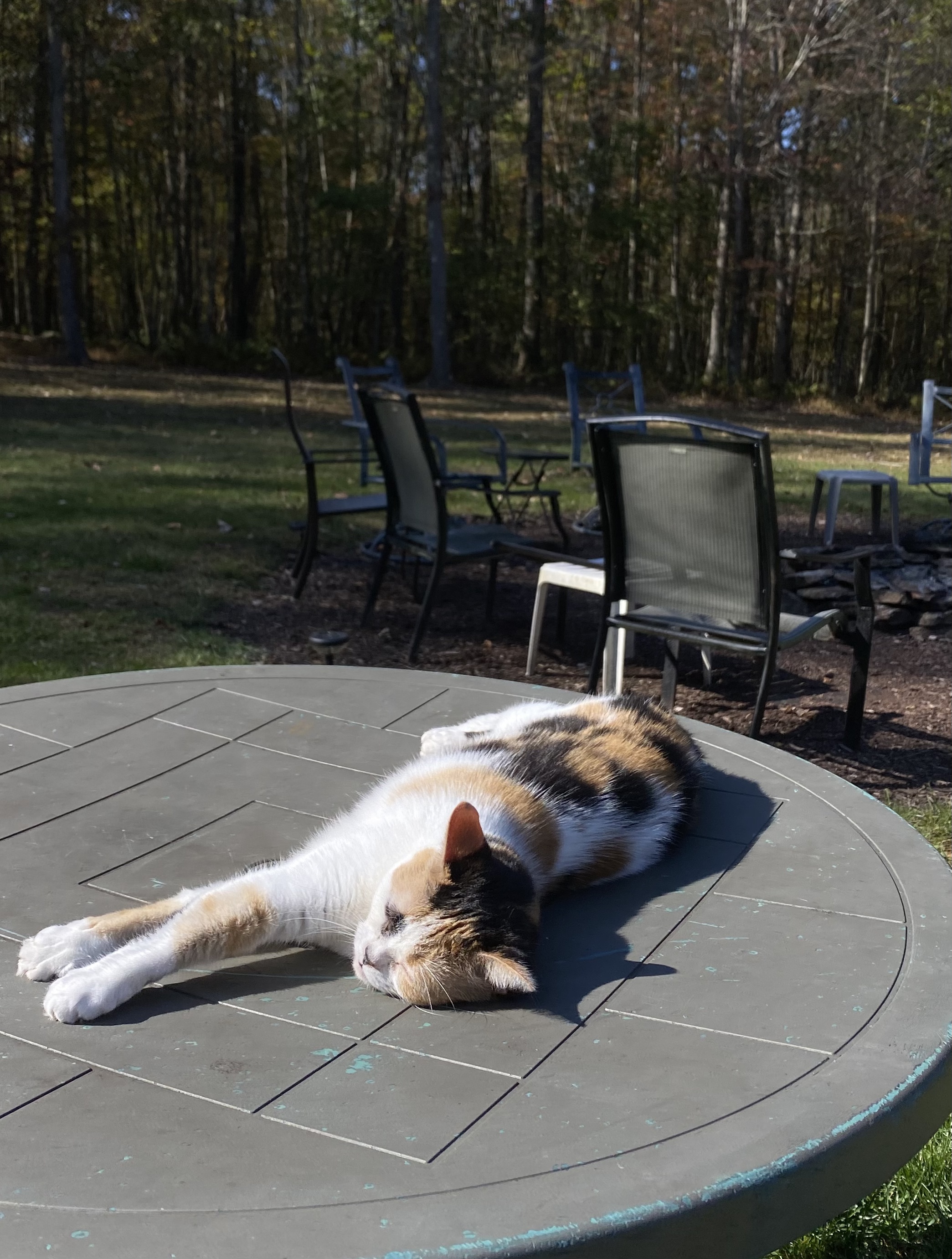 A calico cat sunbathes on a table outside.